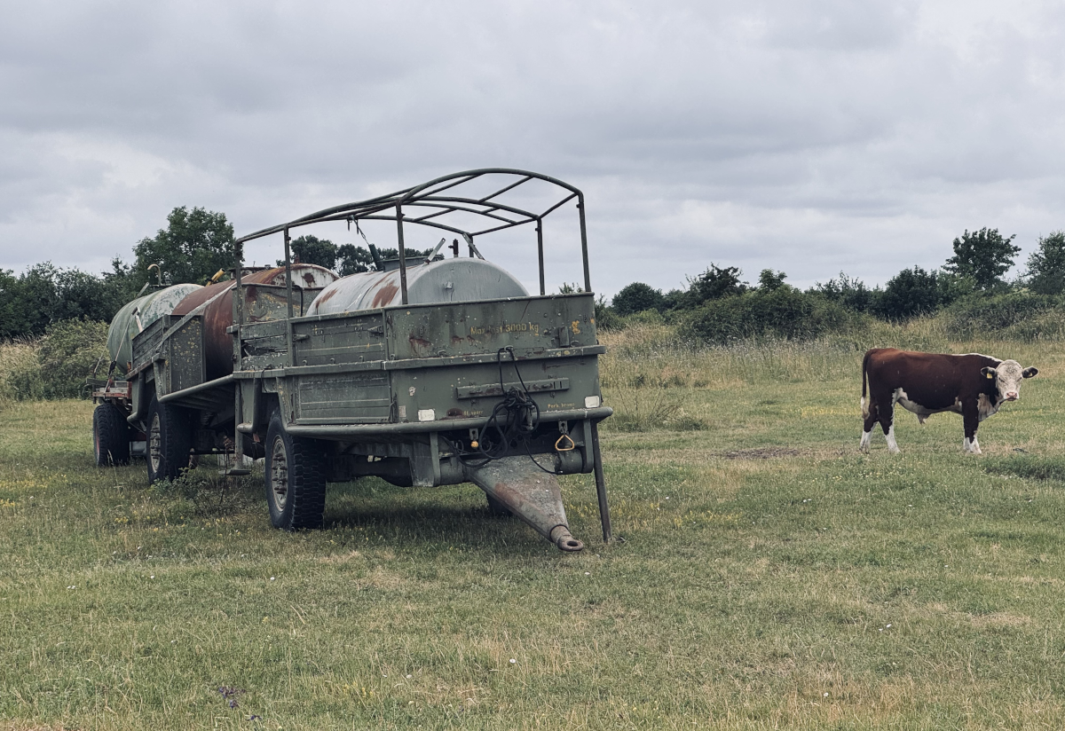 A cow. [Zoom in 🔍]